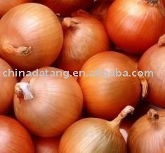fresh yellow onion reasonable price