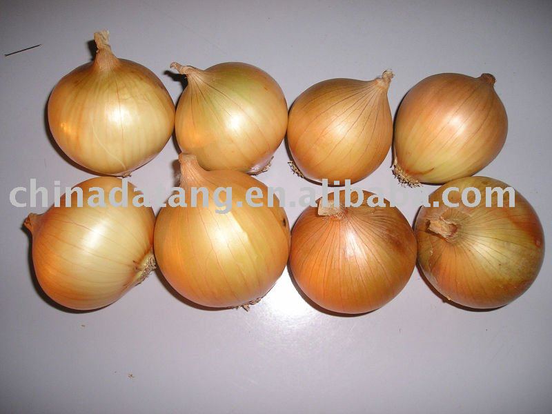 fresh yellow onion good tastes,long time shelf life