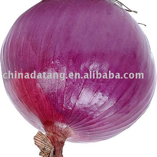 lowest price fresh red onion