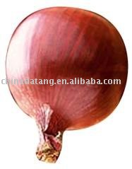 fresh red onion with the best price
