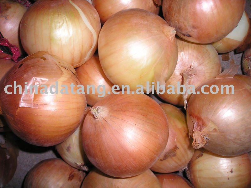 fresh yellow  onion  grade A