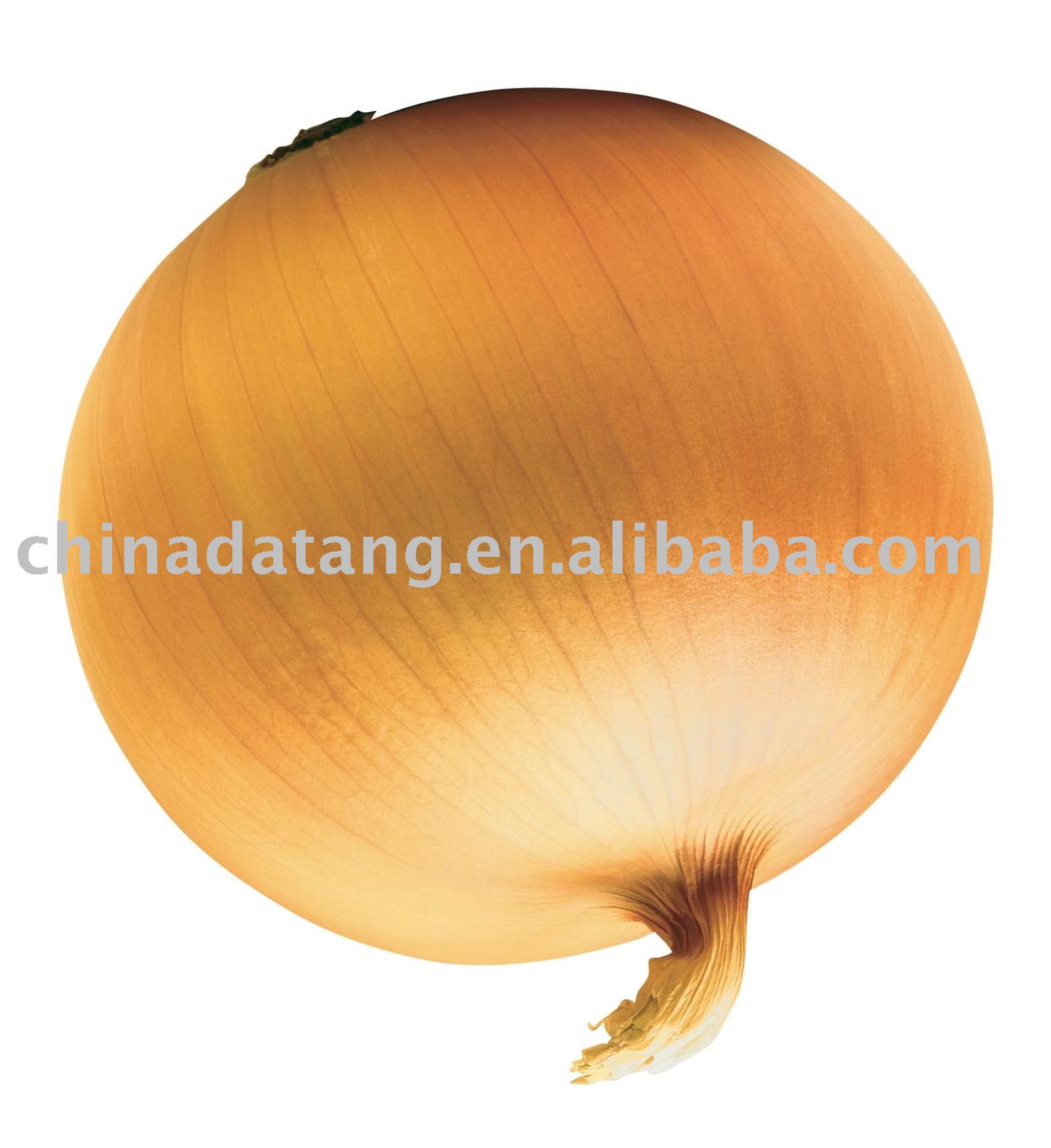  fresh   onion   non - peeled   yellow
