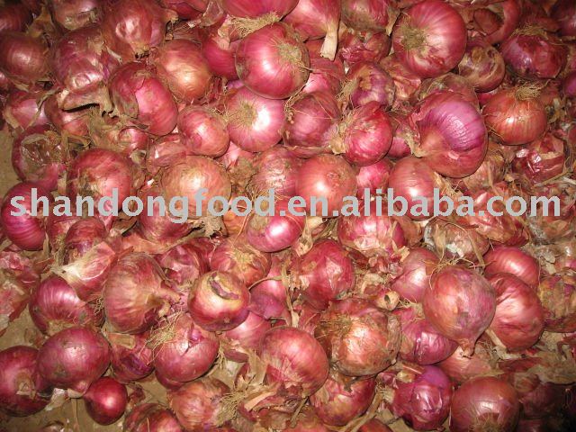  chinese   fresh   red   Onion 