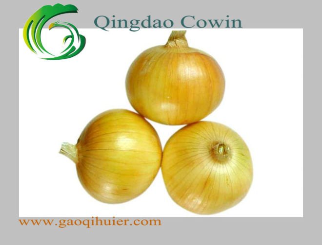 Fresh Yellow Onion 5-7cm suit for export