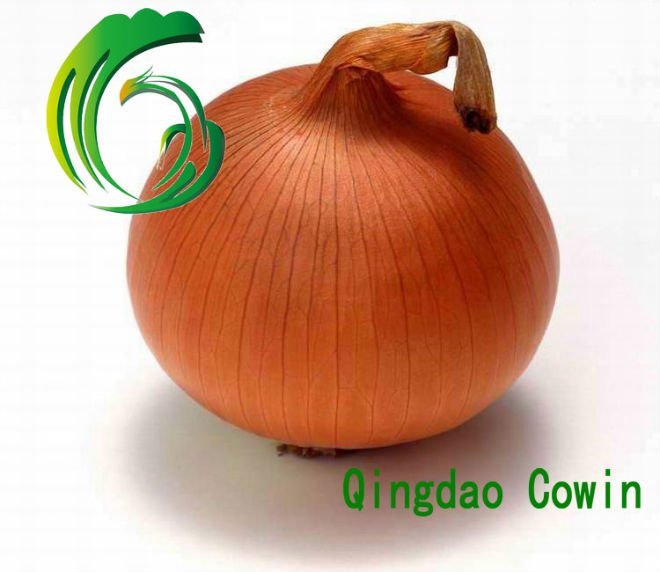 Fresh Yellow Onion 5-7cm suit for exporting