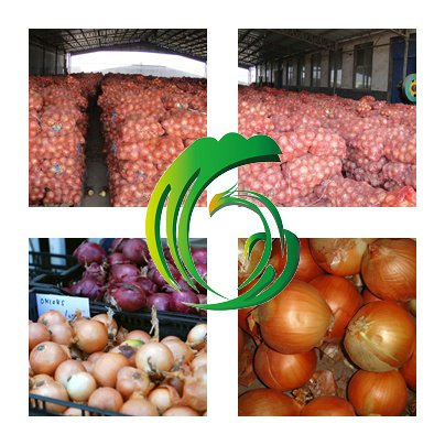 onion varieties