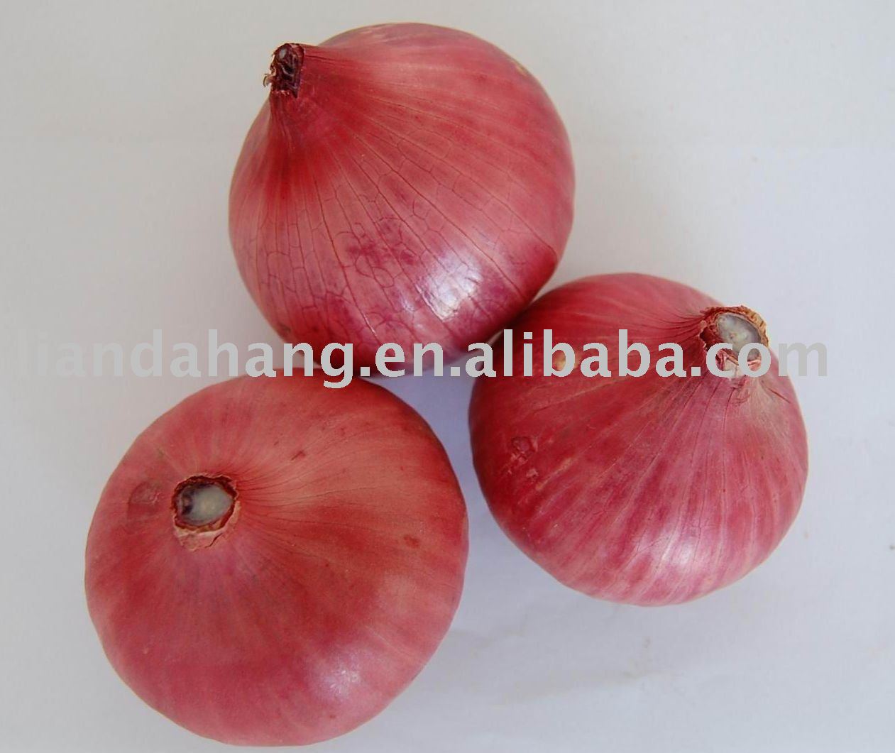 new crop FRESH RED ONION