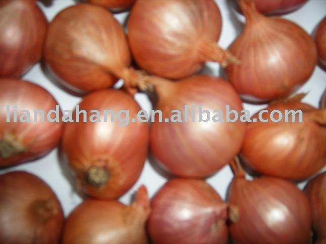 Red Onion Shallot, Fresh Preserved Shallot