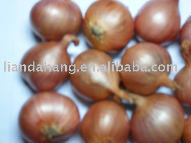 Small Onion, Holland onion, Shallot