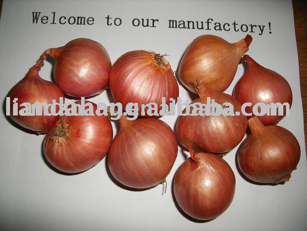 Holland onion, China onion