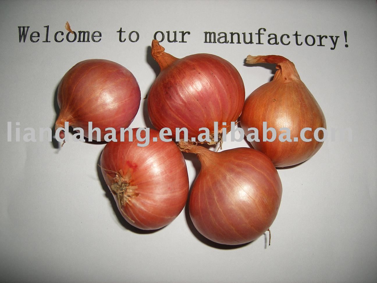 Red Dried Shallot