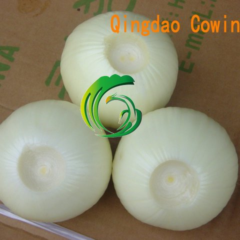 Chinese Fresh Peeled Onion