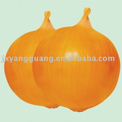 2010  new   crop  onion