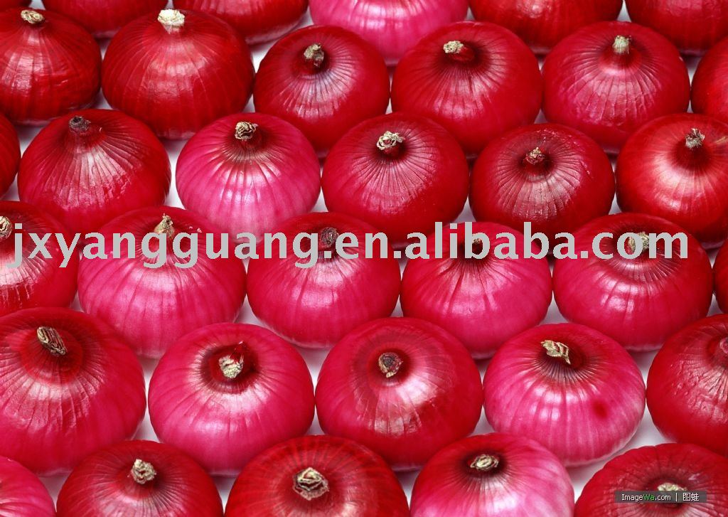  top   quality  of Chinese  fresh  red onion