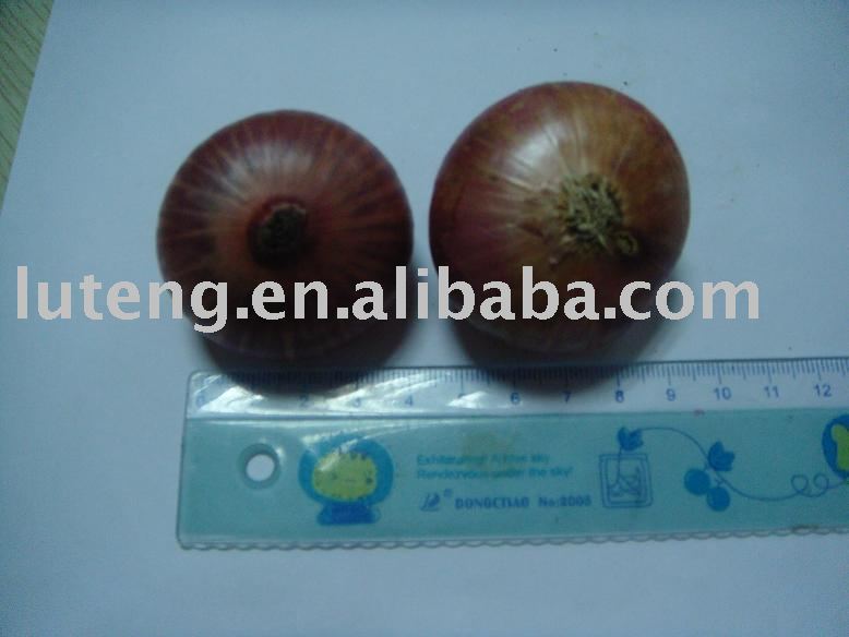 2009 Fresh Small Onion