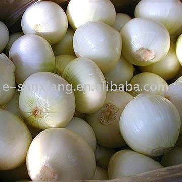 Fresh  onion