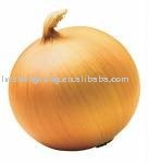 onion,china onion,gansu onion
