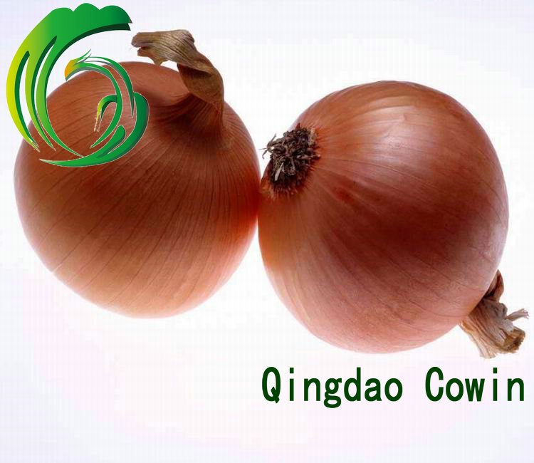 Chine fresh yellow onion