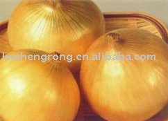 yellow onion,china onion,2010 onion