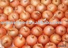 fresh onion