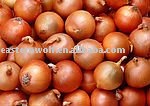 Small Size Fresh Onion China Origin