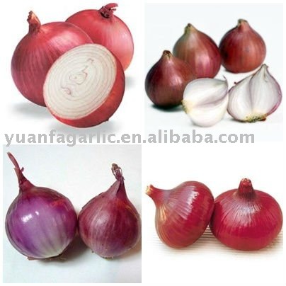 Fresh Red Onion in Mesh Bag Package
