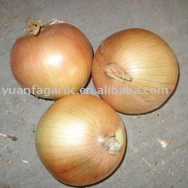 China Fresh Yellow Onion in Mesh Bag Package