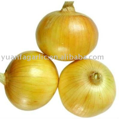 Fresh Chinese Yellow Onion in Mesh Bag Package