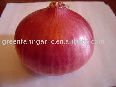 Chinese 2011 New Fresh Red Onion in Good Quality and Right Price