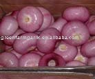 New Peeled Red Onion Corps in 2011