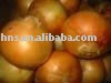 onion   fruit    Plant    Animal Oil