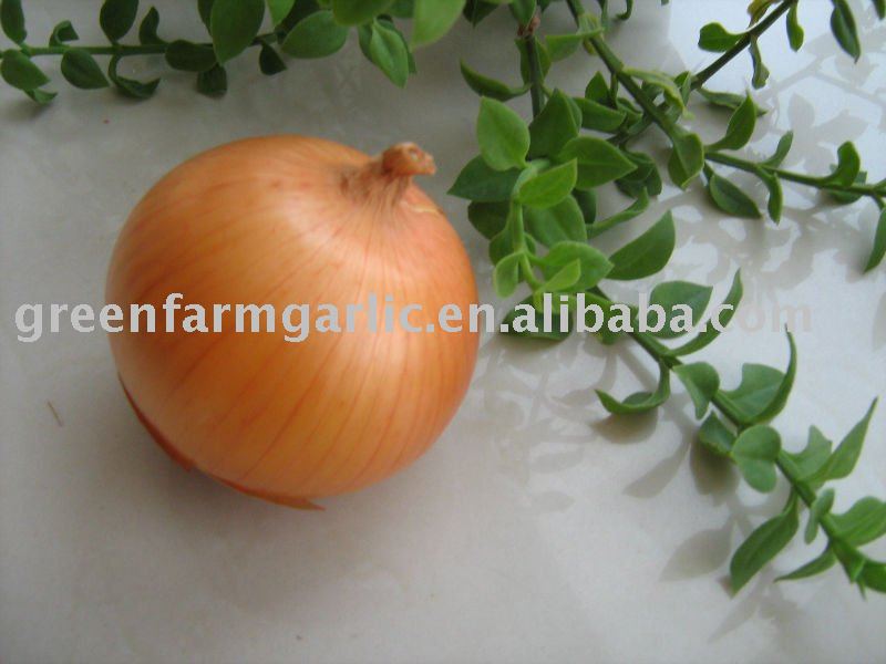 Fresh Yellow Onion in 25kg/Mesh Bag