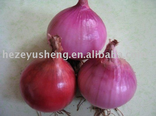 china fresh  red   shallot  onion