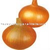 6 - 8cm  fresh  yellow  onion   peeled  and  non - peeled 