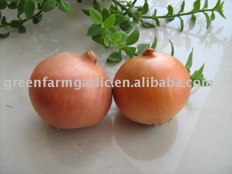 fresh yellow  onion packed in cartons /mesh bags