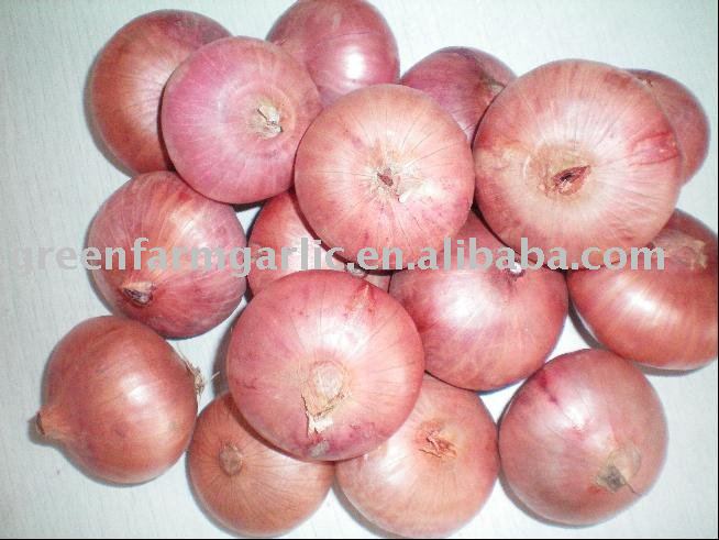 fresh  red  onion packed in cartons /mesh bags