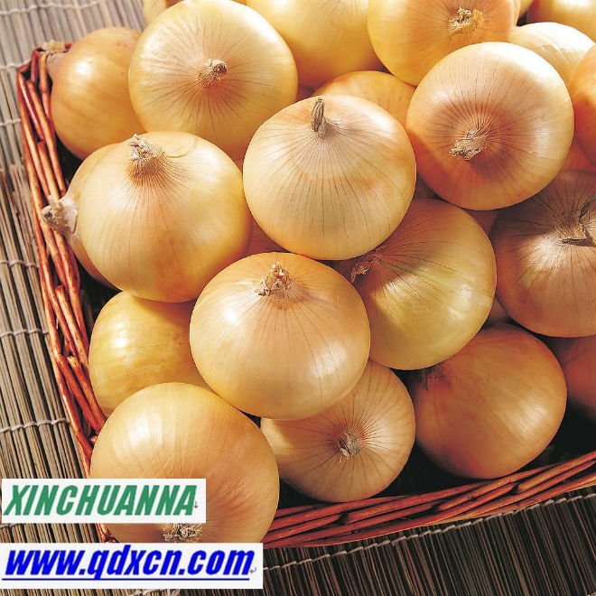 fresh yellow onions 5-10cm,10cm+