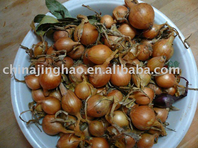Healthy Vegetable and High Quality - 2010 New Crop Hot Taste Chinese Fresh Red   Yellow Onion