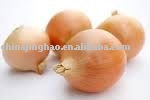 Spicy Red Big Onion