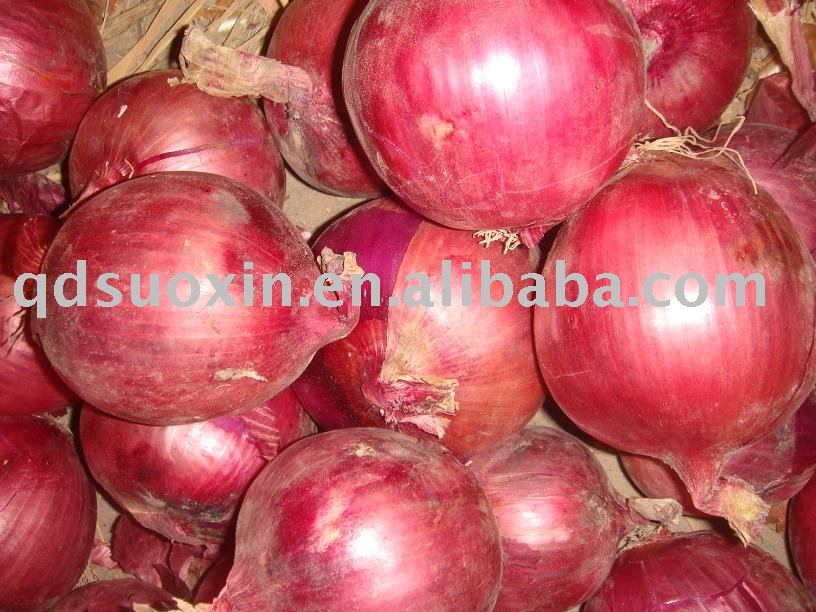 fresh  onion whole