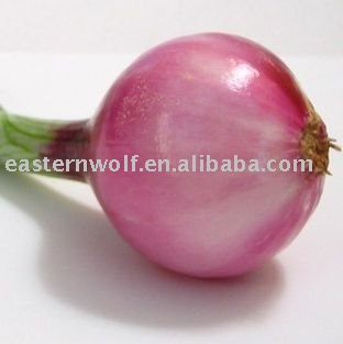 Fresh Chinese Red Onion in Mesh Bag, New Crop
