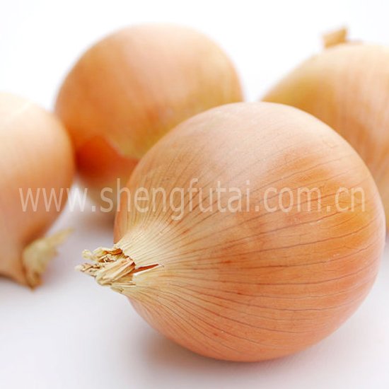 new crop & chinese fresh onion