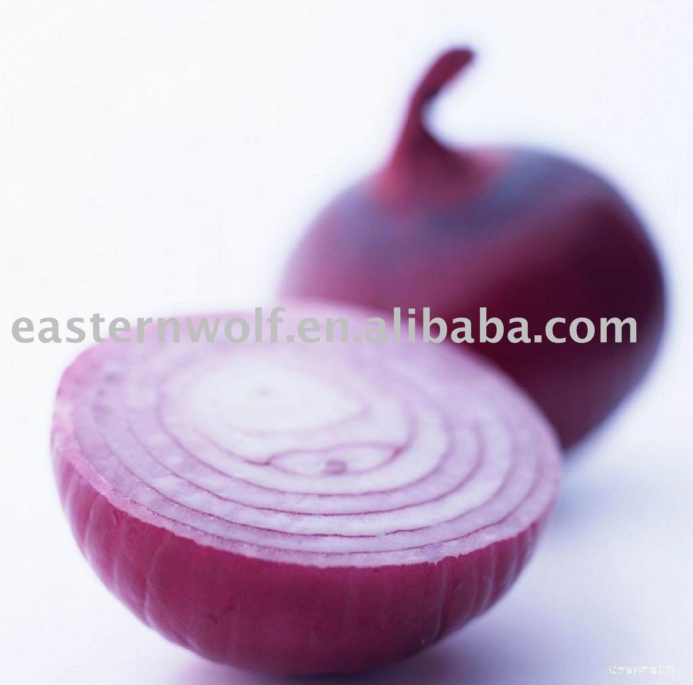  New   Crop   Fresh  Onion
