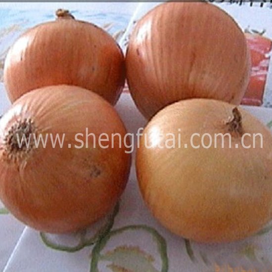 FRESH chinese onion(new crop)