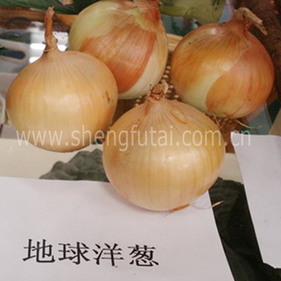 chinese onion(new crop)