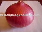 red onion,shandong onion,gansu onion