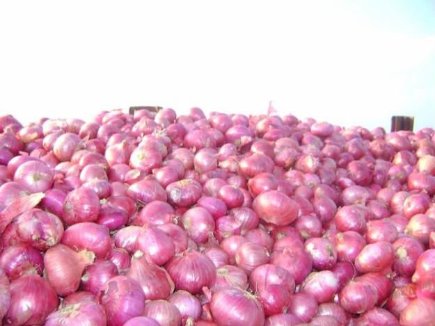 Big    Spicy   Onion  From Gujrat