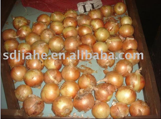 chinese yellow onion