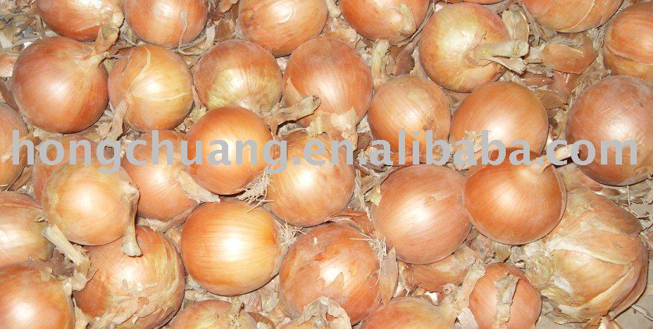  Shandong    onion s