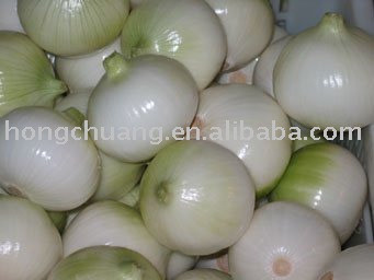 Shandong onions